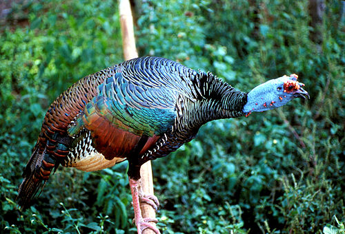 Ocellated turkey